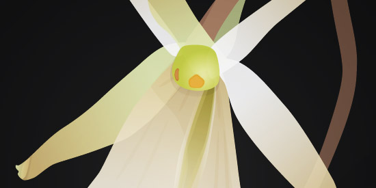 Ghost Orchid